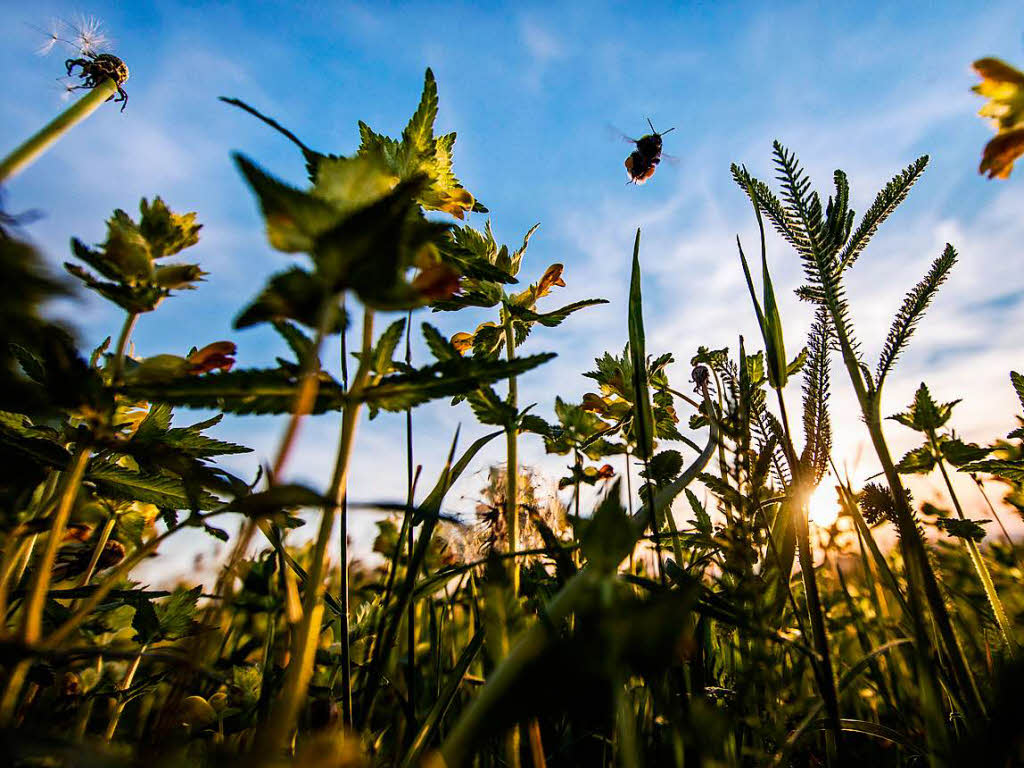 Insektensterben_Blumen.jpg